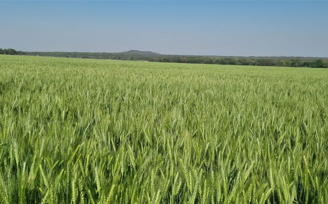 Grain SA calls for affordable crop insurance as dry weather threatens Swartland wheat