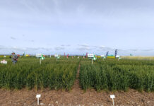 Grain SA calls for affordable crop insurance as dry weather threatens Swartland wheat