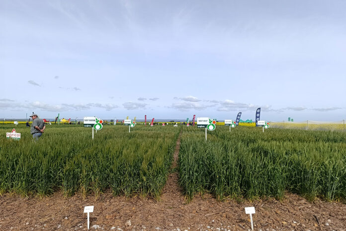Grain SA calls for affordable crop insurance as dry weather threatens Swartland wheat