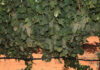 What SA’s most profitable wine farmers get right