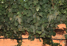 What SA’s most profitable wine farmers get right