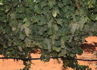 What SA’s most profitable wine farmers get right