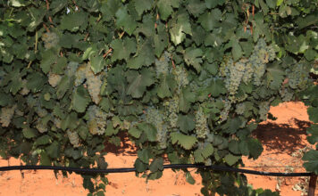 What SA’s most profitable wine farmers get right
