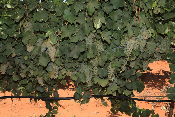 What SA’s most profitable wine farmers get right