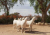 Safi Savanna: Breeding a Savanna that can work and win