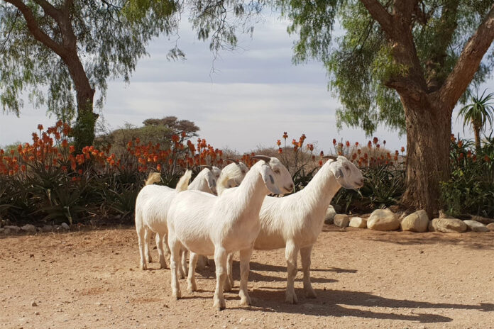 Safi Savanna: Breeding a Savanna that can work and win