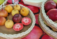 Hortgro’s 2025 fruit statistics show record exports amid rising costs