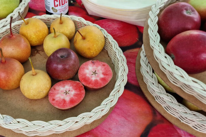 Hortgro’s 2025 fruit statistics show record exports amid rising costs