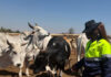 From butchery floor to Zimbabwe’s first cattle bank