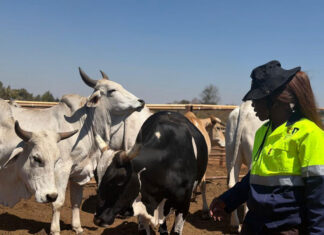 From butchery floor to Zimbabwe’s first cattle bank