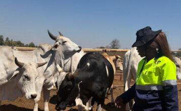 From butchery floor to Zimbabwe’s first cattle bank