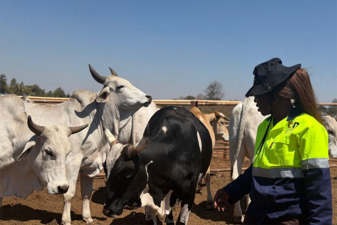 From butchery floor to Zimbabwe’s first cattle bank