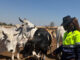 From butchery floor to Zimbabwe’s first cattle bank