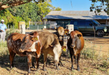 Why Nguni cattle stood out during FMD