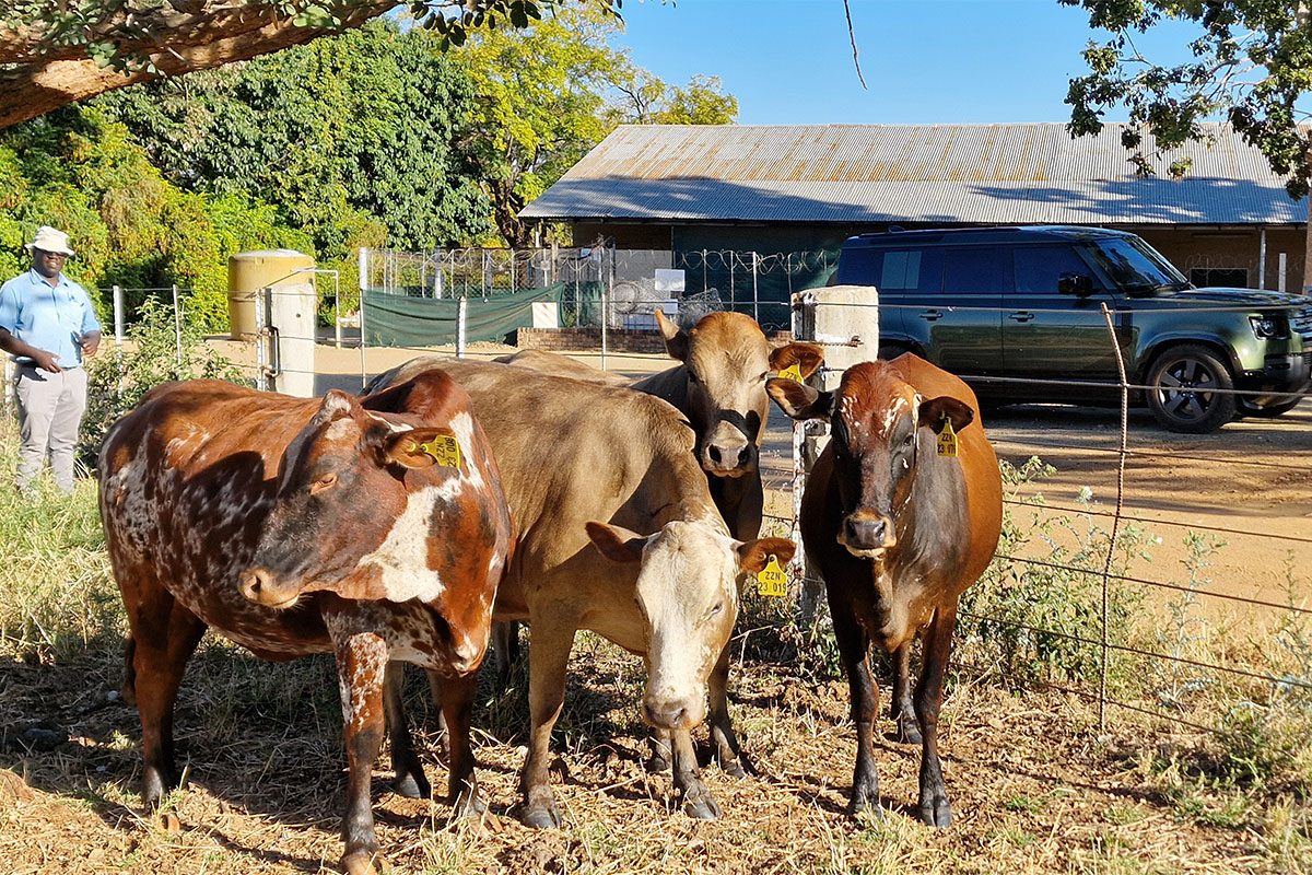 Why Nguni cattle stood out during FMD