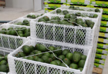 New markets no quick fix for SA’s growing avocado crop