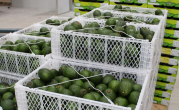 New markets no quick fix for SA’s growing avocado crop