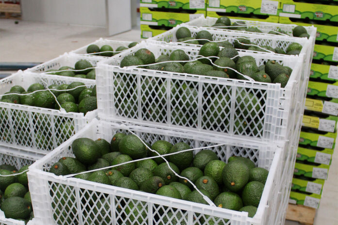 New markets no quick fix for SA’s growing avocado crop