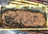 Honeybee health: Spot the warning signs before it’s too late
