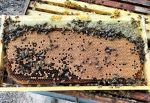 Honeybee health: Spot the warning signs before it’s too late