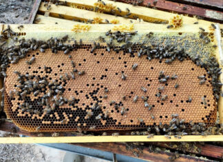 Honeybee health: Spot the warning signs before it’s too late