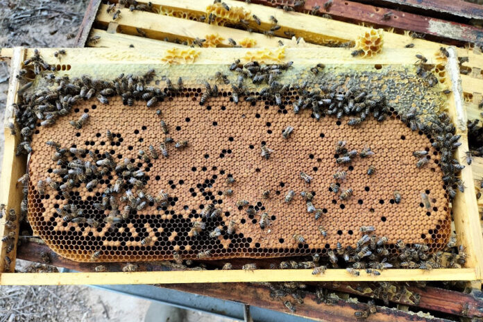 Honeybee health: Spot the warning signs before it’s too late