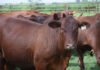 Small Benro stud sets its sights on genetic excellence