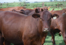 Small Benro stud sets its sights on genetic excellence