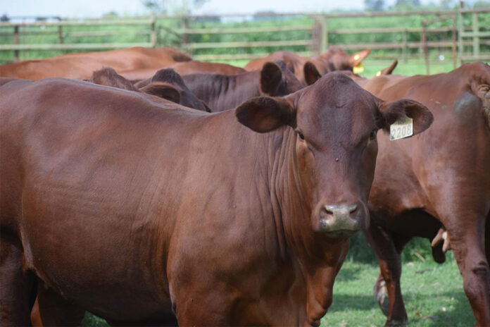 Small Benro stud sets its sights on genetic excellence