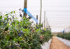Fall Creek put new blueberry genetics to the Southern African test