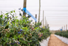 Fall Creek put new blueberry genetics to the Southern African test