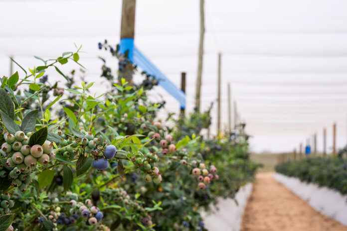 Fall Creek put new blueberry genetics to the Southern African test