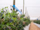 Fall Creek put new blueberry genetics to the Southern African test