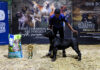 Boerboels in the spotlight at Nampo Cape