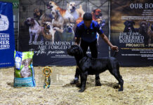 Boerboels in the spotlight at Nampo Cape