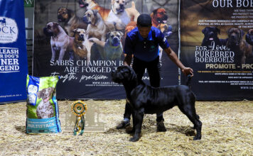 Boerboels in the spotlight at Nampo Cape