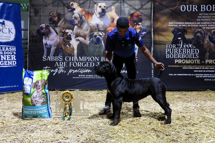Boerboels in the spotlight at Nampo Cape