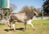 Zim agric show attracts higher livestock numbers in 2026