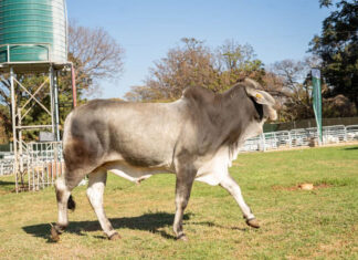 Zim agri show attracts higher livestock numbers in 2026