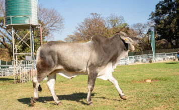 Zim agric show attracts higher livestock numbers in 2026