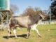 Zim agri show attracts higher livestock numbers in 2026