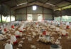 Layers or broilers: choose the business before the bird