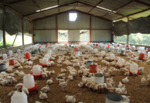 Layers or broilers: choose the business before the bird