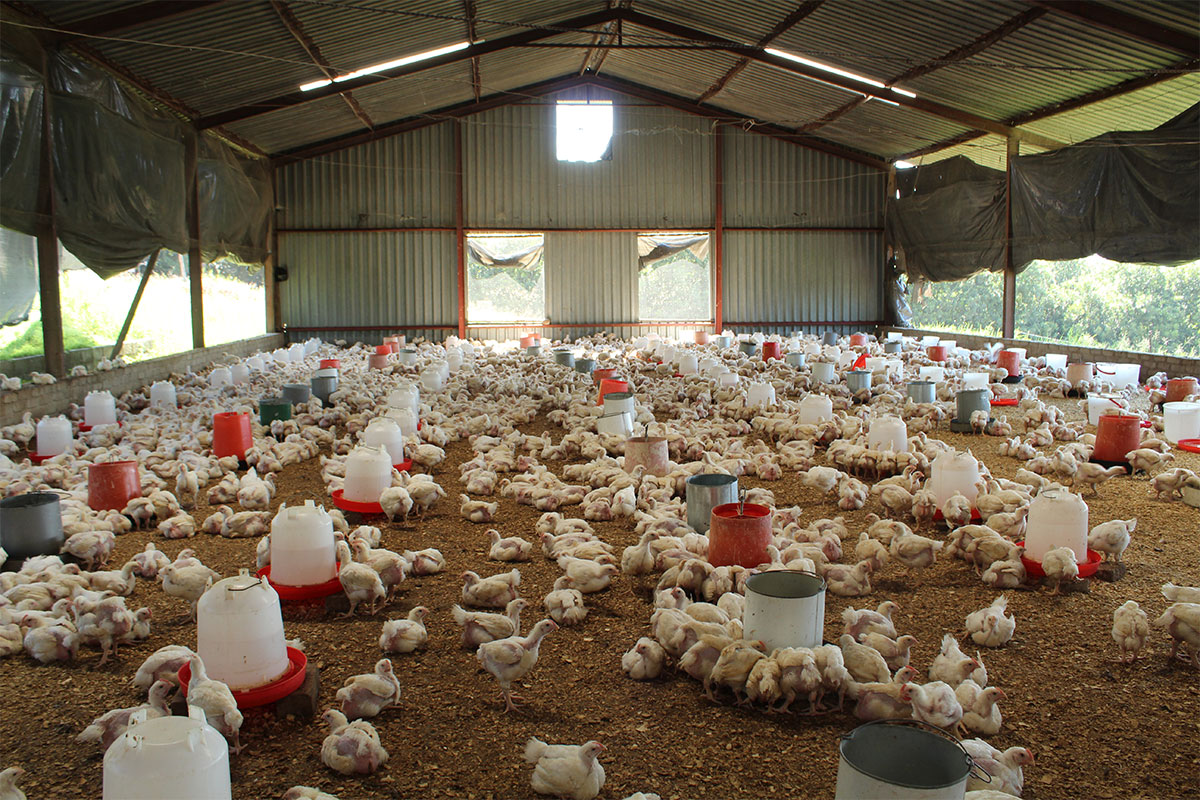 Layers or broilers: choose the business before the bird