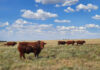Free State reports new FMD case despite 1,6 million cattle vaccinated