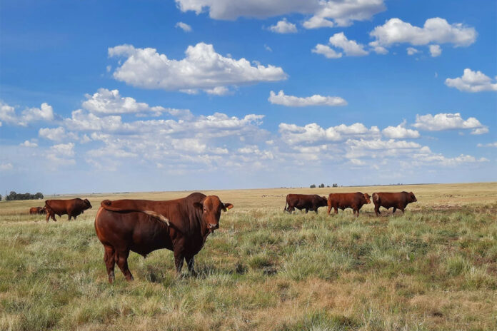 Free State reports new FMD case despite 1,6 million cattle vaccinated
