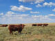Free State reports new FMD case despite 1,6 million cattle vaccinated