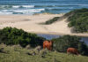 A tale of beaches, bokkies and Beefmasters