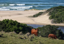 A tale of beaches, bokkies and Beefmasters