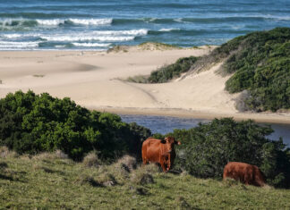 A tale of beaches,  bokkies and Beefmasters